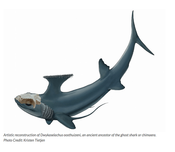ilustração de tubarão