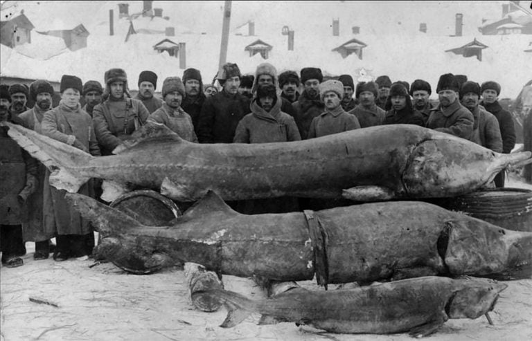 imagem de esturjão capturado or russos em 1932