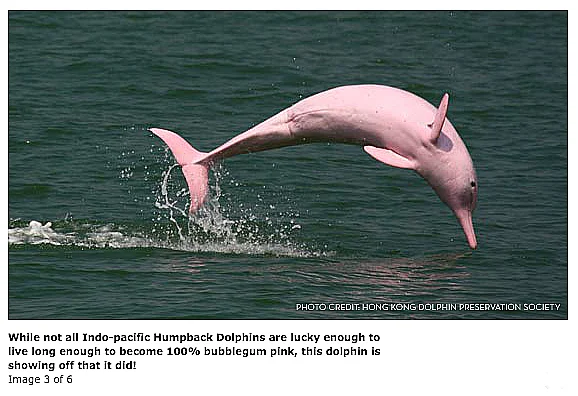 golfinho-cor-de-rosa, imagem de um golfinho cor-de-rosa da ásia saltando