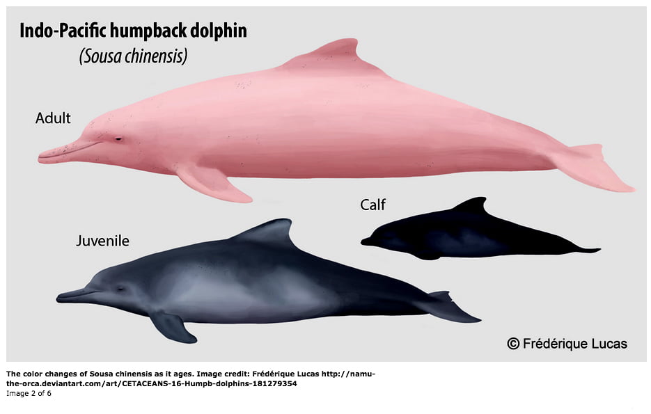 ilustracao-do-golfinho-cor-de-rosa