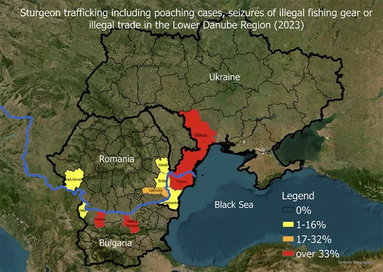 mapa mostra tráfico do esturjão 