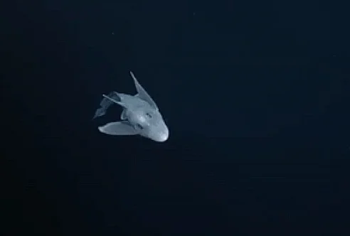 imagem de tubarão-fantasma nadando