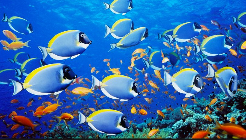 Ambientalistas, imagem de vários peixes coloridos num recife