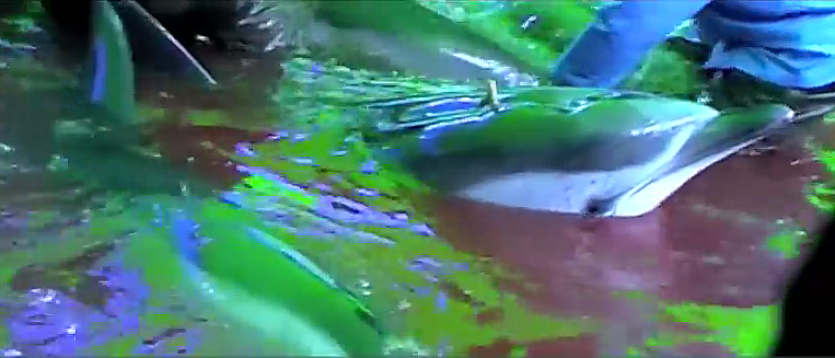 Massacre de golfinhos, imagem de golfinho com tubo enfiado na cabeça