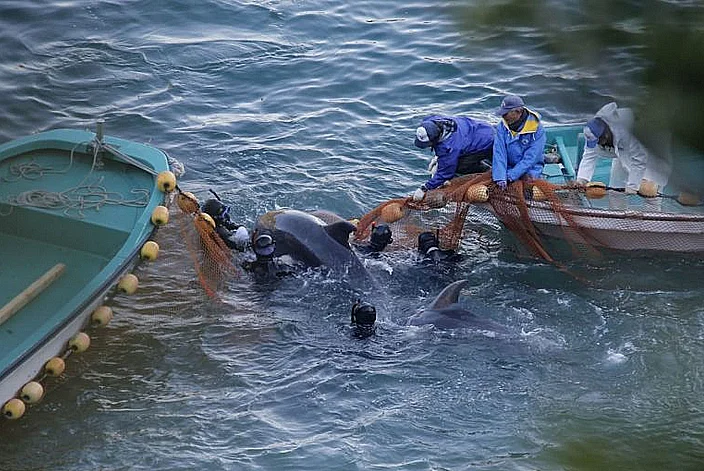 Golfinhos em cativeiro, imagem de golfinho sendo capturado em taiji
