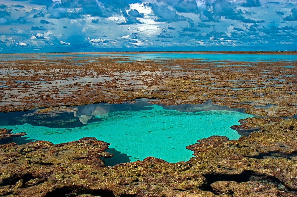 Atol das Rocas, corais no atol das rocas