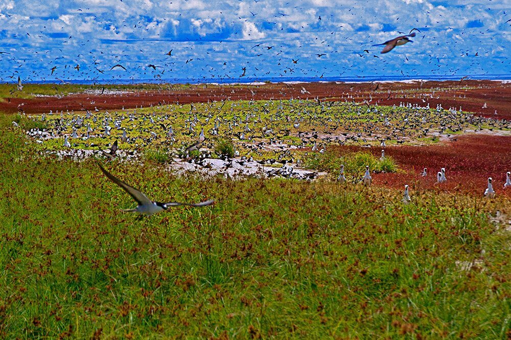 atol das rocas, imagem de centenas de pássaros no atol das rocas