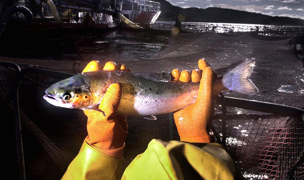salmão de cativeiro, imagem de salmão na mão de uma pessoa
