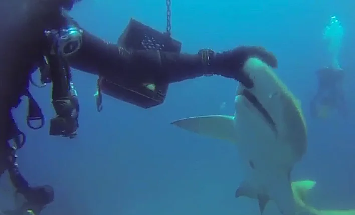 Tubarão ferido, imagem de mergulhador segurando a cabeça de um tubarão