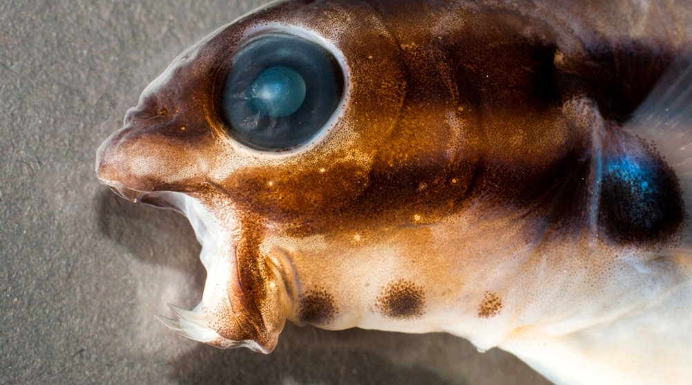 Peixe injeta morfina, imagem do peixe ornamental Flang Blenny