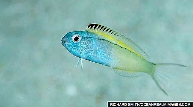 Peixe injeta morfina, imagem do peixe Flang Blenny