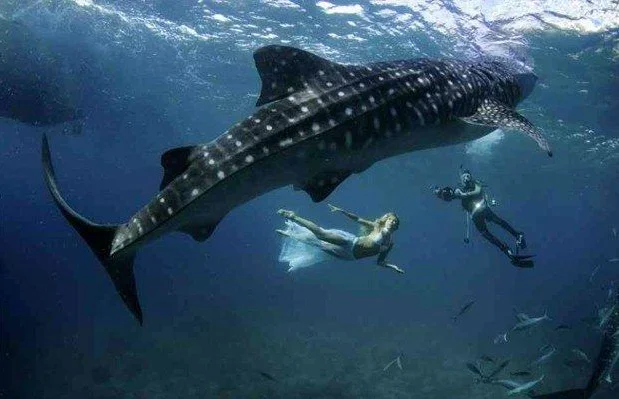 , imagem de mergulhadores com tubarão- baleia ilustra Tubarões valem mais vivos que mortos