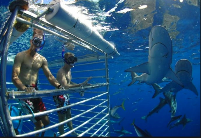  imagem de turistas em gaiola e tubarões ilustra matéria Tubarões valem mais vivos que mortos
