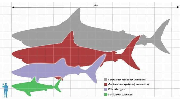  gráfico mostrando tubarões