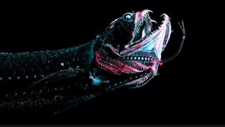  imagem do Peixe dragão do mar profundo