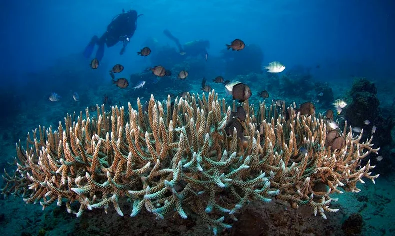 As três maiores ameaças aos Oceanos, imagem de corais