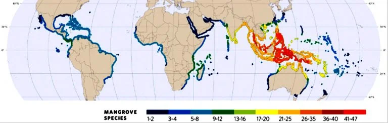 infográfico com mapa mundi e onde se localizam os manguezais