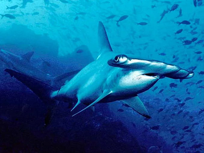 Tubarão martelo Carolina, imagem de Tubarão martelo Carolina