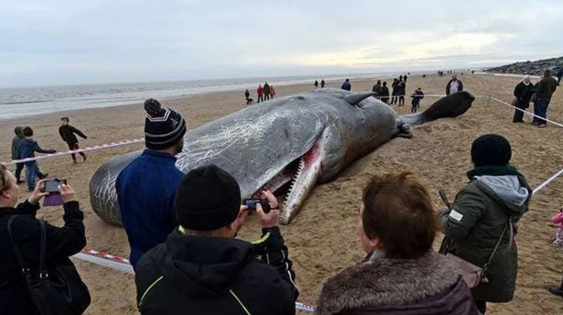 Estômago de cachalotes, imagem de cachalote morto na praia