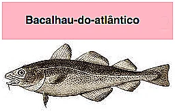 bacalhau, ilustração do bacalhau do atlântico