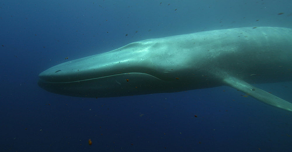 Baleias maiores animais do planeta, imagem de baleia no mar