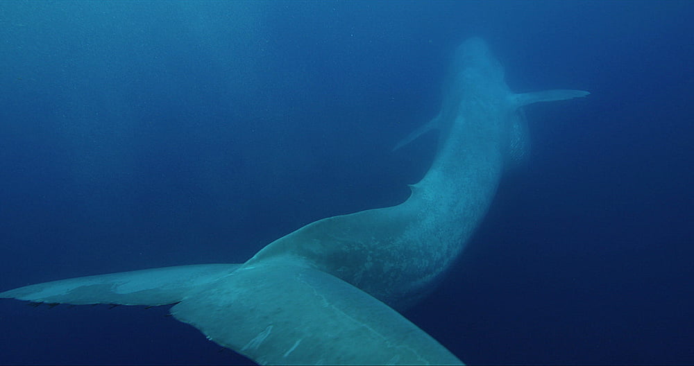 Baleias maiores animais do planeta, imagem de baleia