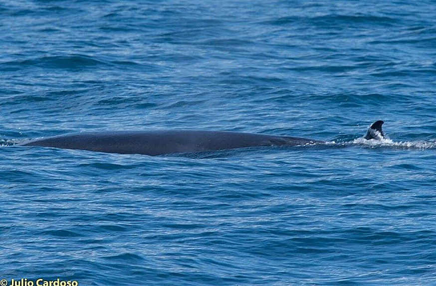 Baleias no litoral norte , imagem de baleia de bryde
