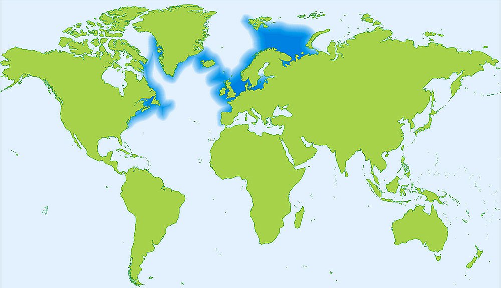 Bacalhau, mapa mune mostrando a destruição do bacalhau no mundo