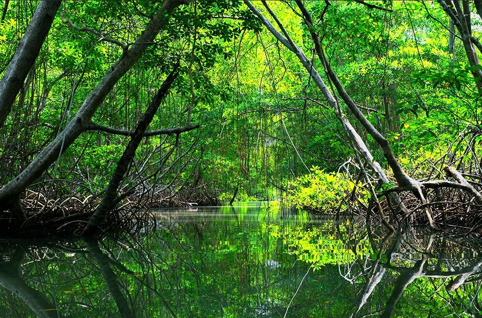 Governos querem gestão privada para parques, imagem de manguezal em UC do Pará