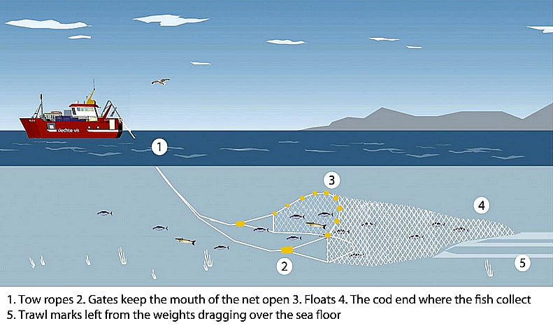 bacalhau, desenho mostrando a moderna pesca de bacalhau com redes de arrasto