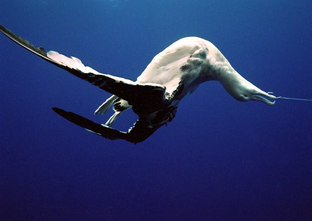 imagem de albatroz fisgado por linha de pesca