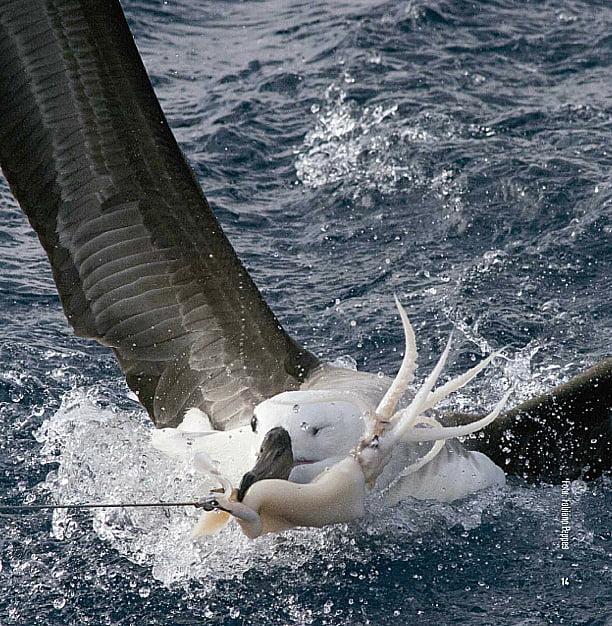 imagem de albatroz sendo fisgado por isca de peixe