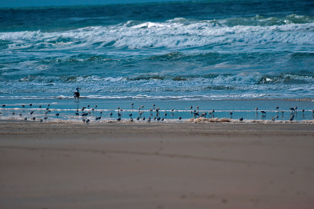 imagem de maçaricos em praia do rio grande do sul