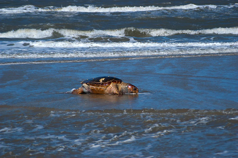 imagem de tartaruga morta na praia do Cassino, RS