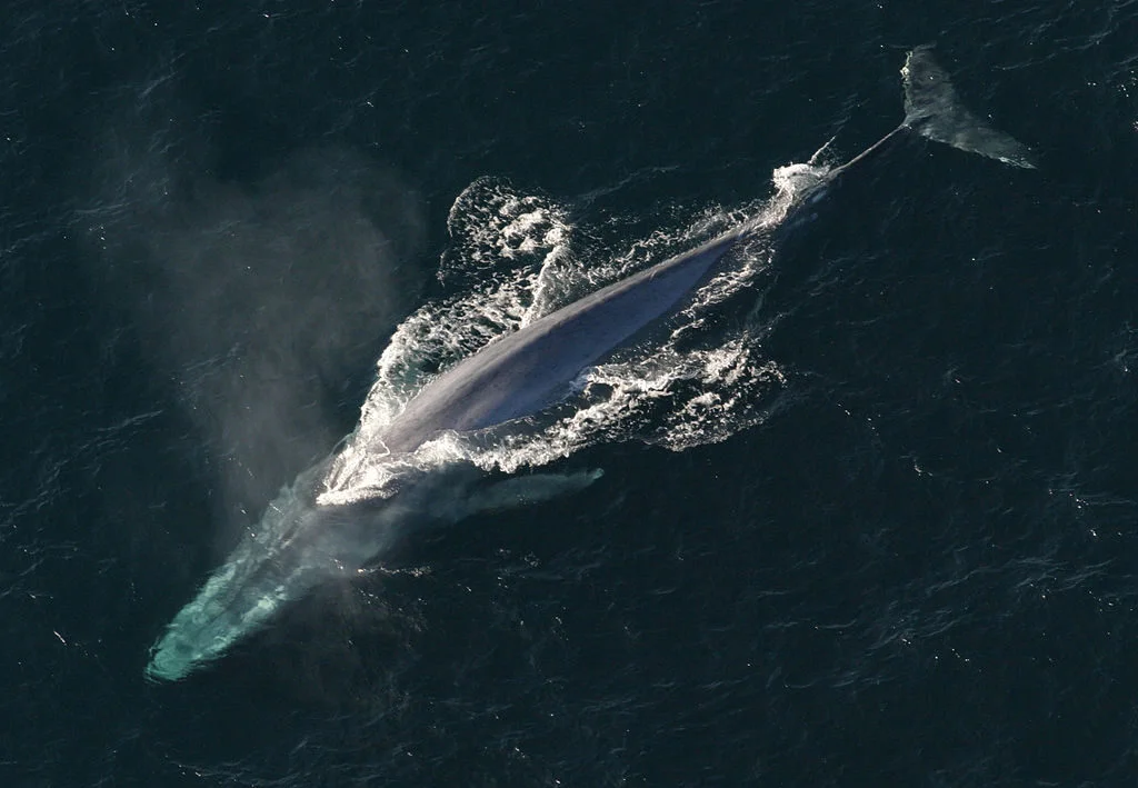 baleia azul, um dos animais marinhos ameaçados de extinção