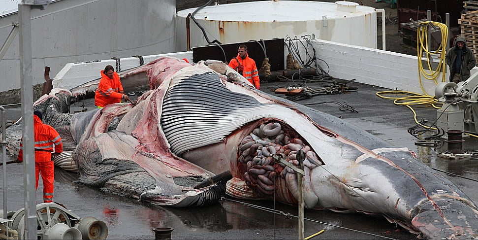 imagem de cetáceos sendo dissecados