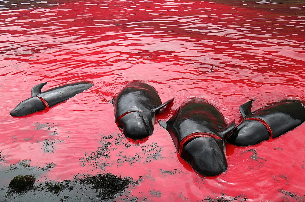Imagem de matança de baleias pilotos