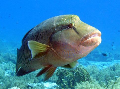 Napoleão, peixe ameaçado de extinção