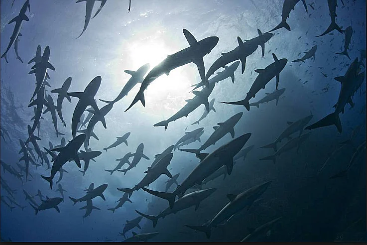 imagem de tubarões na matéria México cria nova área marinha protegida