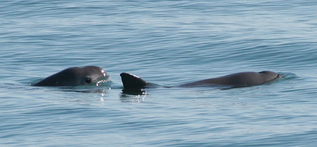 imagem da vaquita, um dos Animais marinhos ameaçados 