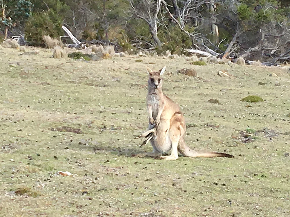 imagem de cangurus na Viagem da Kika, diário de bordo Nº 9