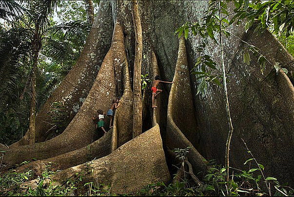imagem de tronco de uma Sumaúma ilustra Exploração madeireira ilegal