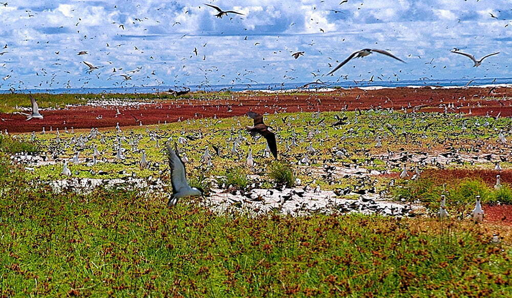 imagem de aves marinhas no atol das rocas