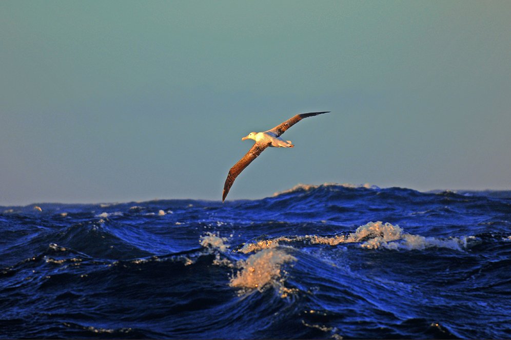 imagem de albatroz sobrevoando o mar