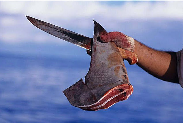 imagem de mão humana segurando barbatana de tubarão para post Tubarões ou cações