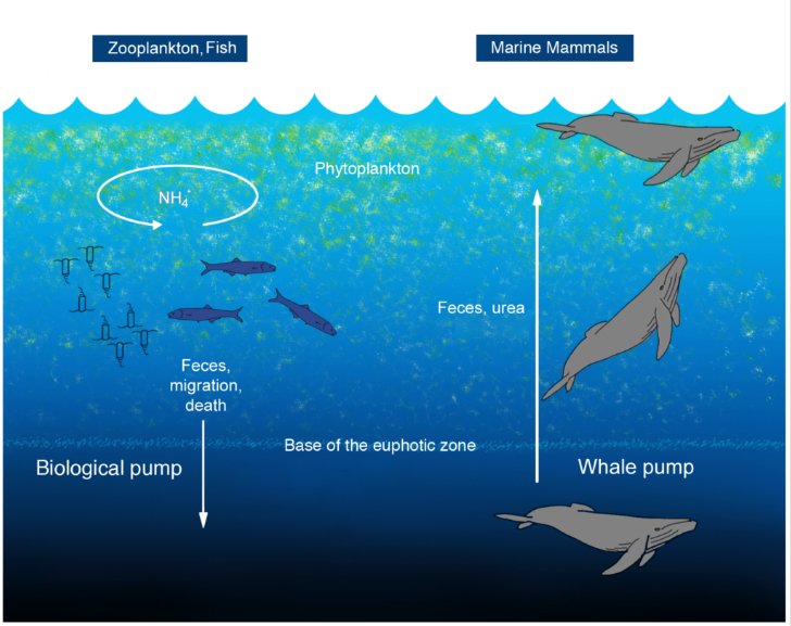 ilustração de Baleias e funções no ecossistema marinho,