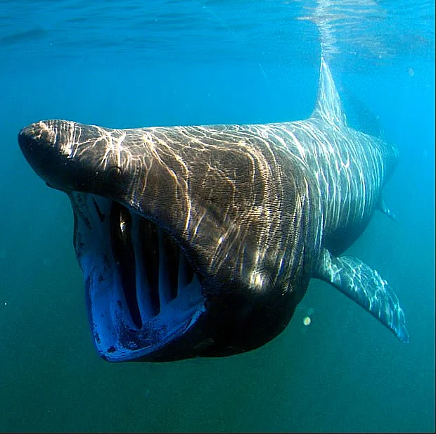 imagem de tubarão elefante