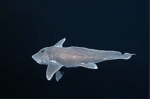 imagem de tubarão fantasma