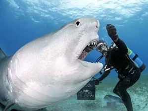 imagem de Tubarão tigre