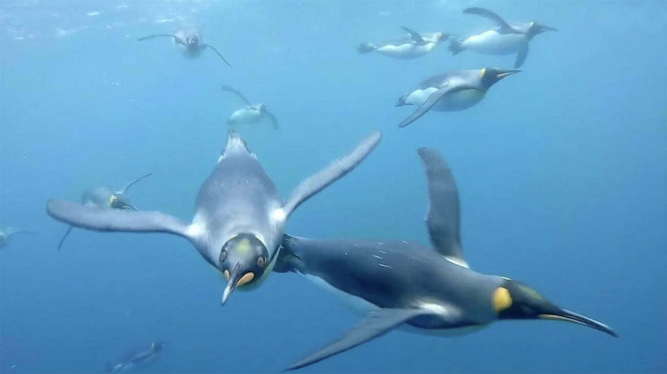imagem de Pinguins reis nadando
